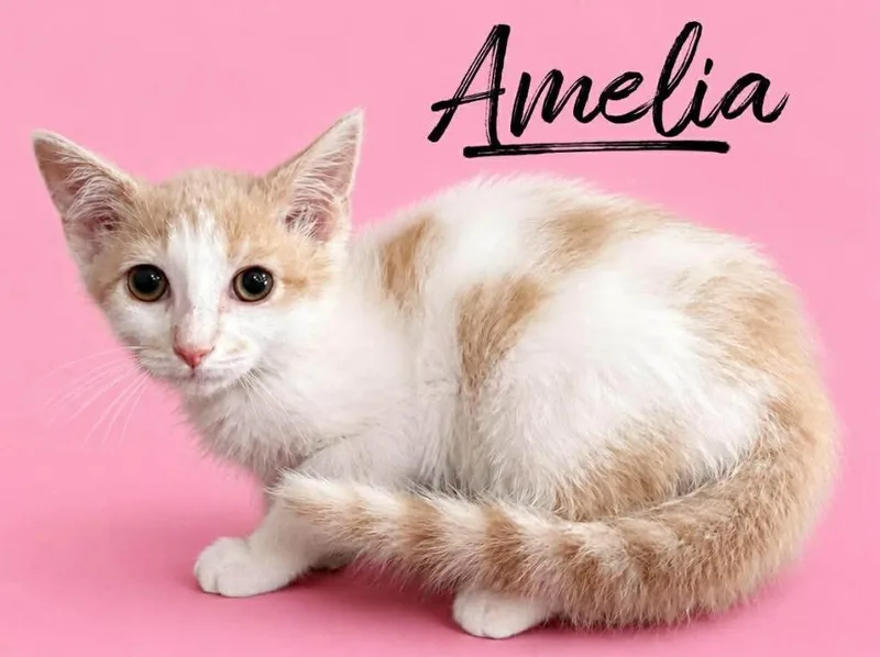 A baby small-sized female Domestic Short Hair cat named Amelia for adoption in Rutherfordton, NC
