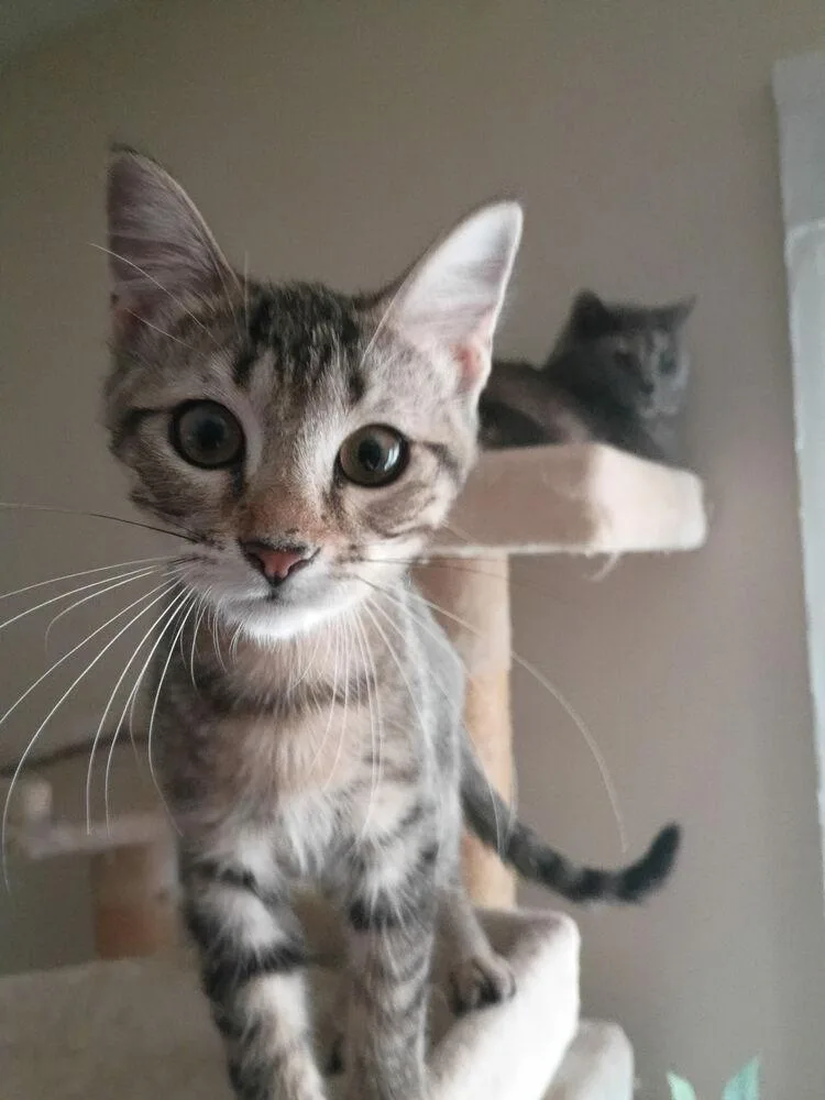 A baby small-sized female Tabby (Brown / Chocolate) Domestic Short Hair cat named Caprese for adoption in Jackson, GA