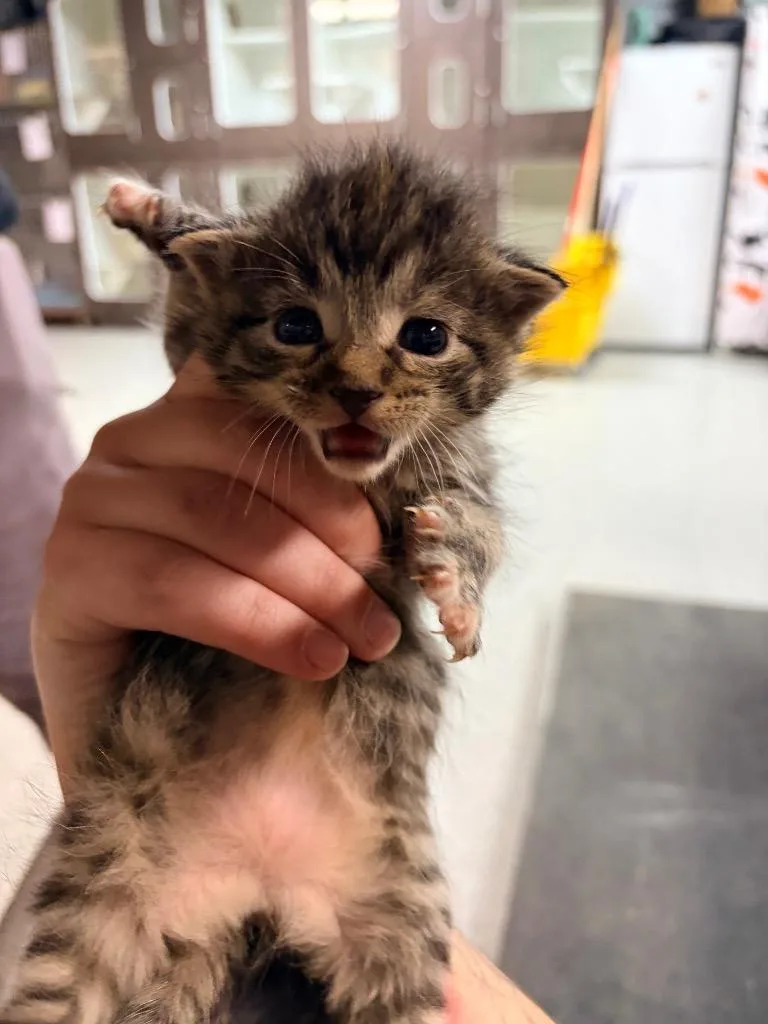 A baby medium-sized female Domestic Short Hair cat named Darcy for adoption in Huntington, IN