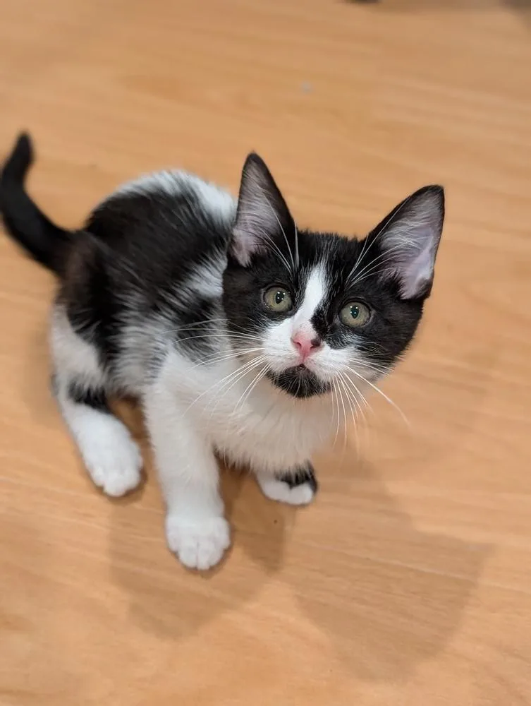 A baby small-sized male Black & White / Tuxedo Domestic Short Hair cat named Junior Mint for adoption in Fremont, CA