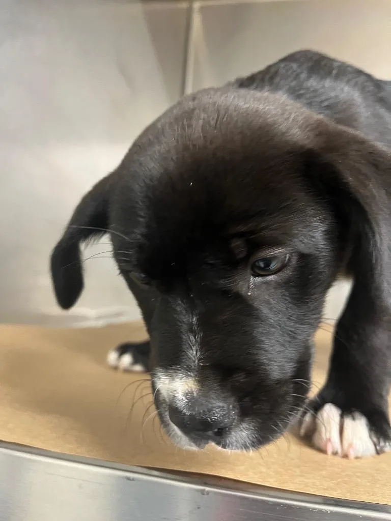 A baby small-sized female Labrador Retriever dog named Belle for adoption in Cartersville , GA