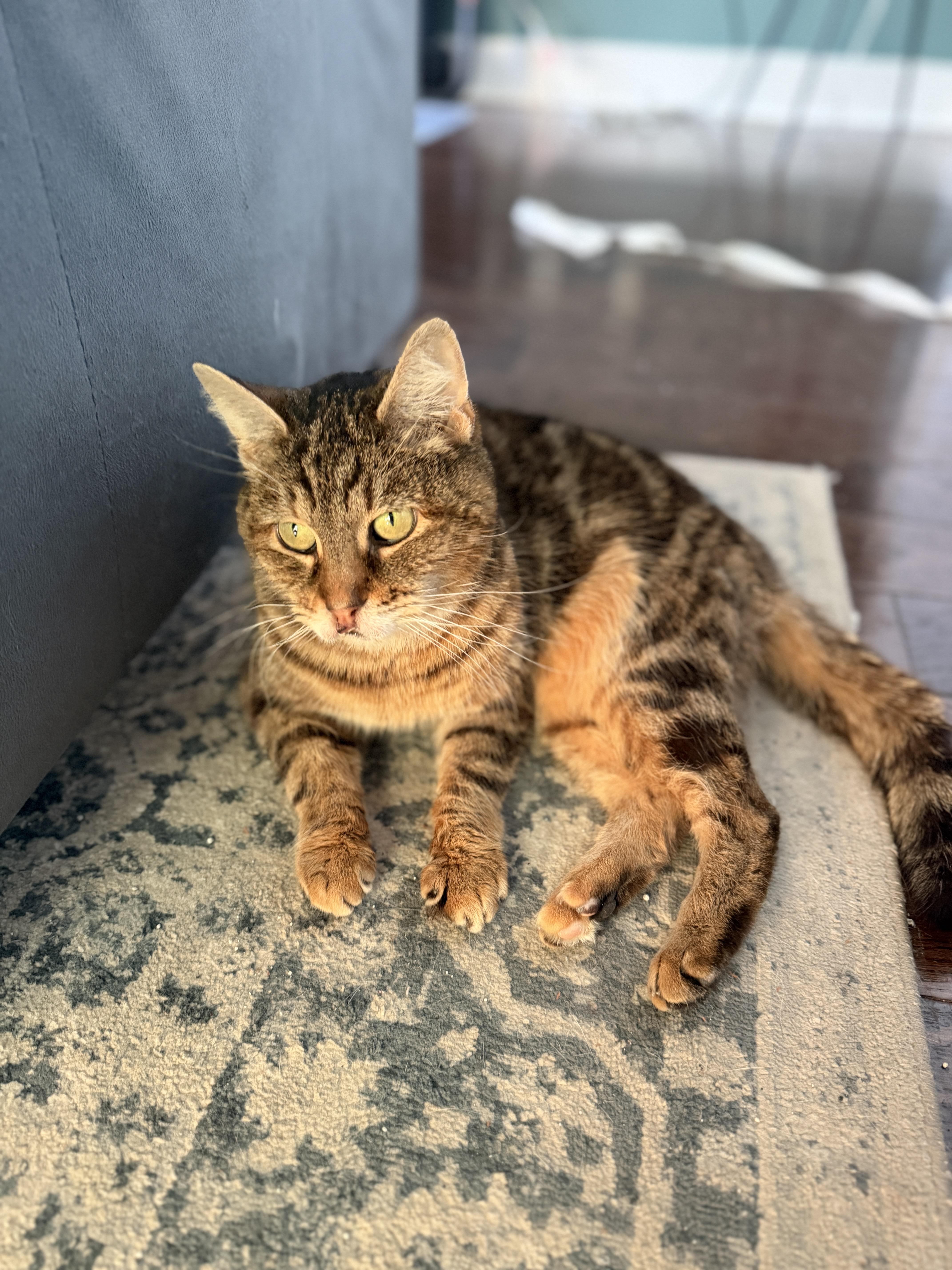 Betty Boop thumbnail 3