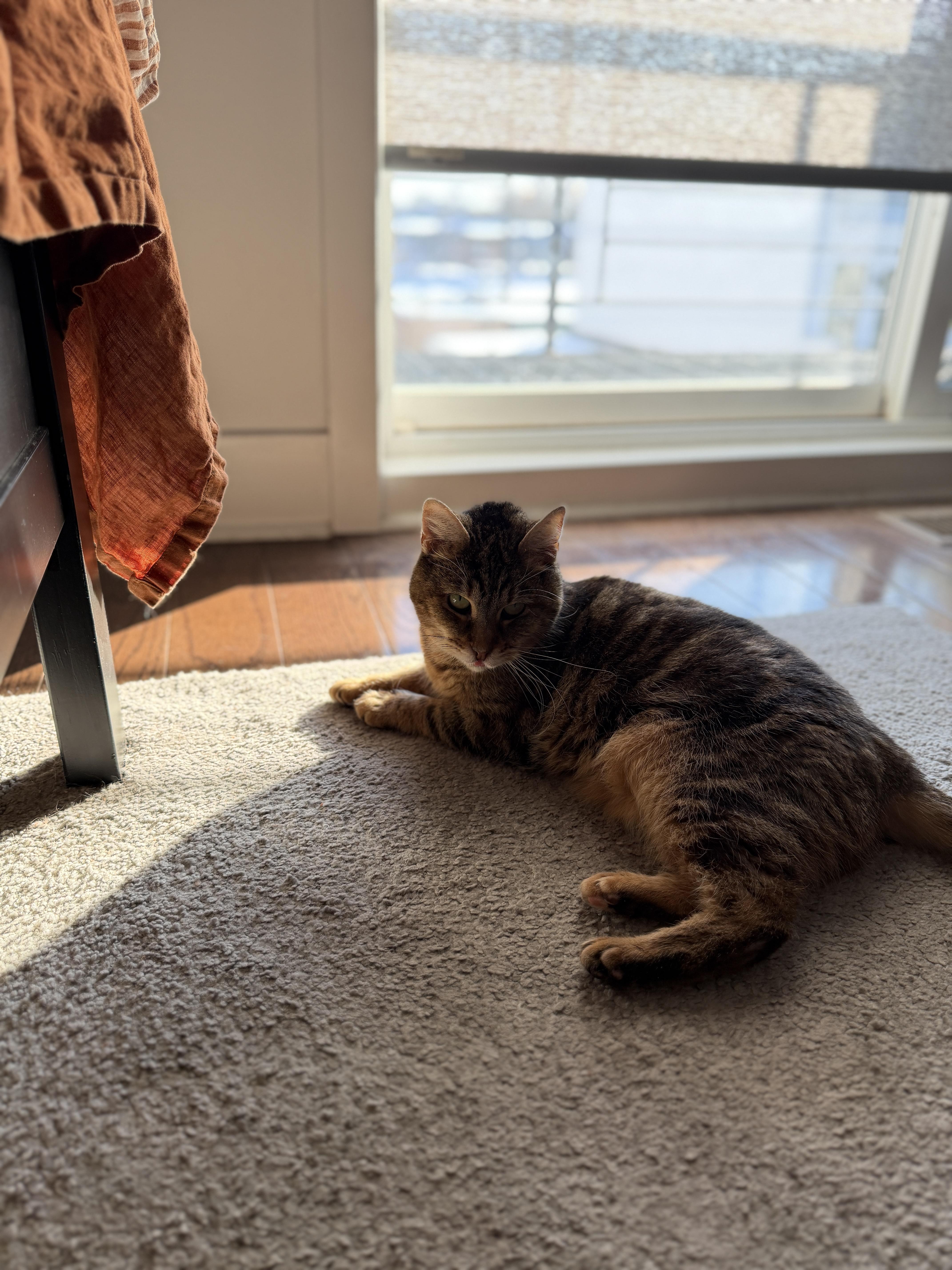 Betty Boop thumbnail 5