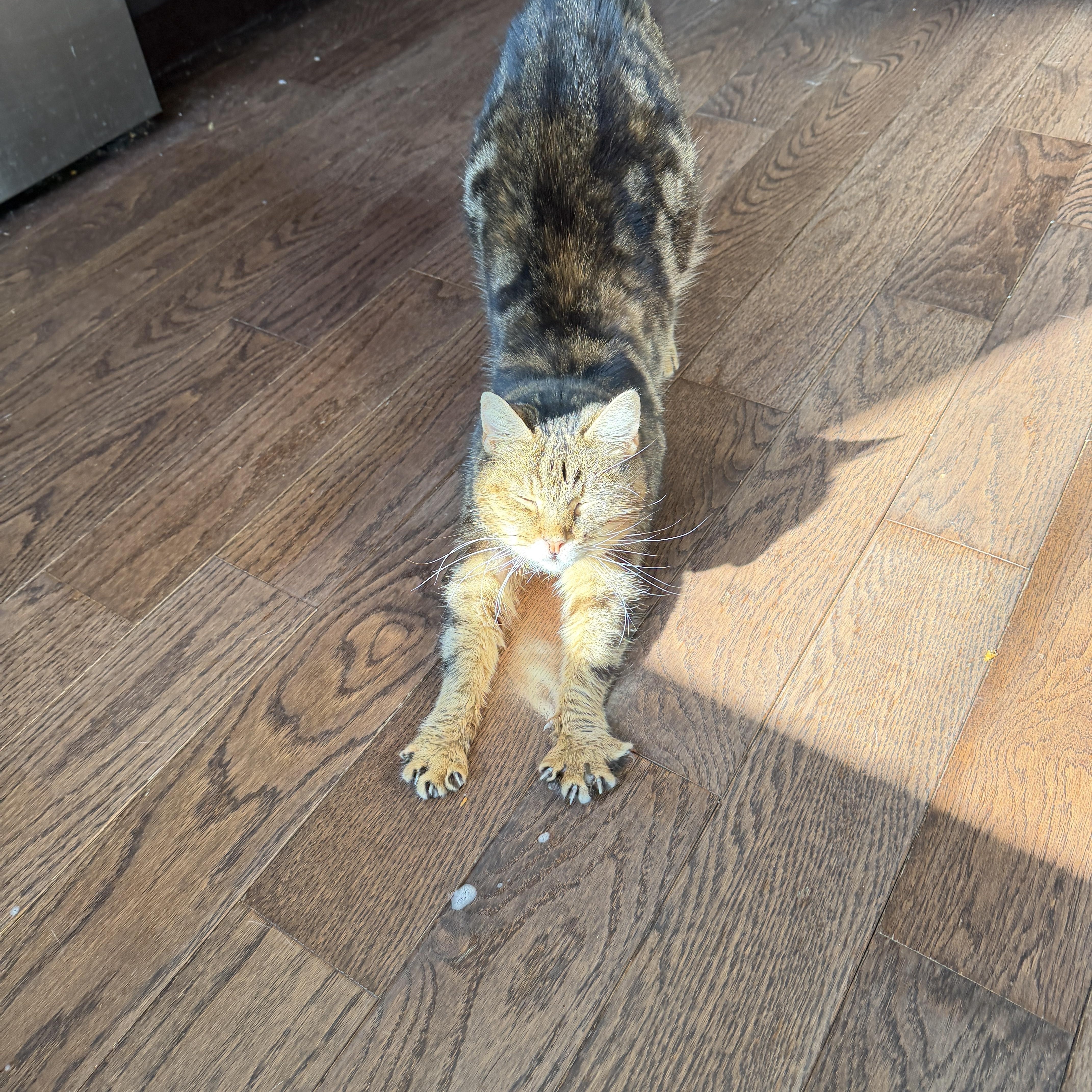 Betty Boop thumbnail 6