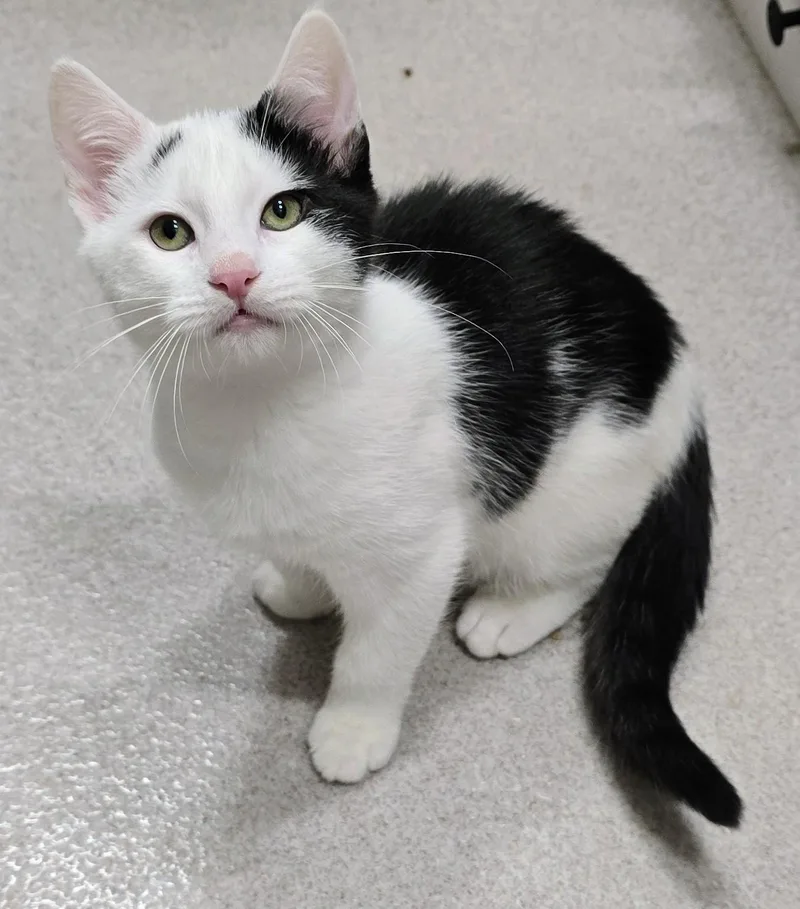 A baby large-sized male Black Domestic Short Hair cat named Gilligan for adoption in Amityville, NY