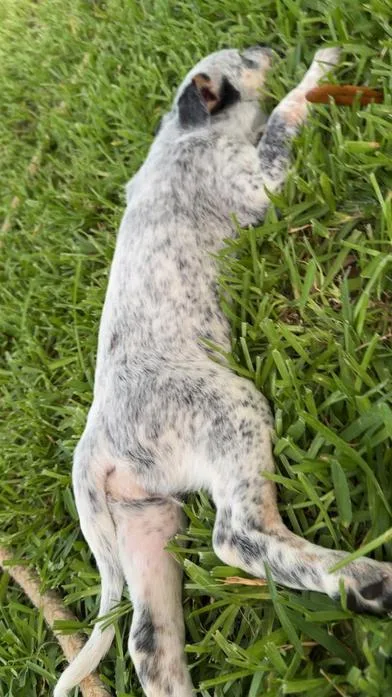 A baby medium-sized female Merle (Blue) Australian Cattle Dog / Blue Heeler dog named Danika for adoption in Liverpool, TX