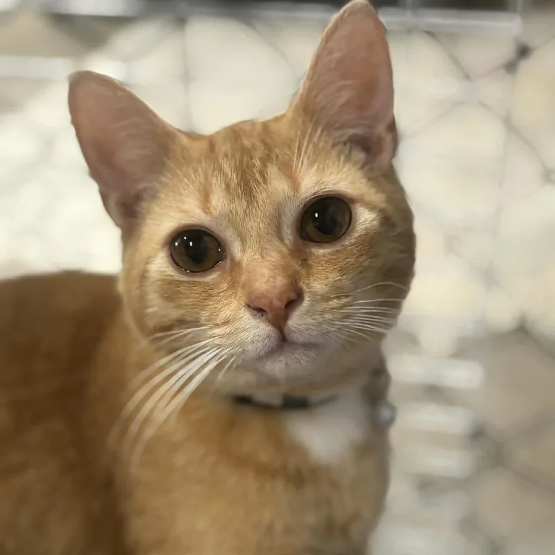 Murphy C thumbnail 2