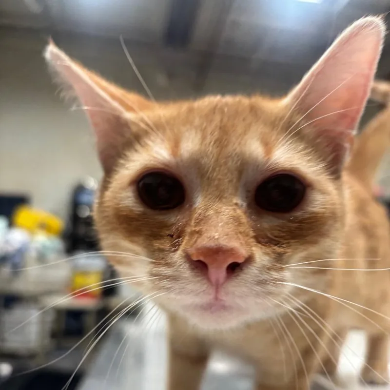 Murphy C thumbnail 4