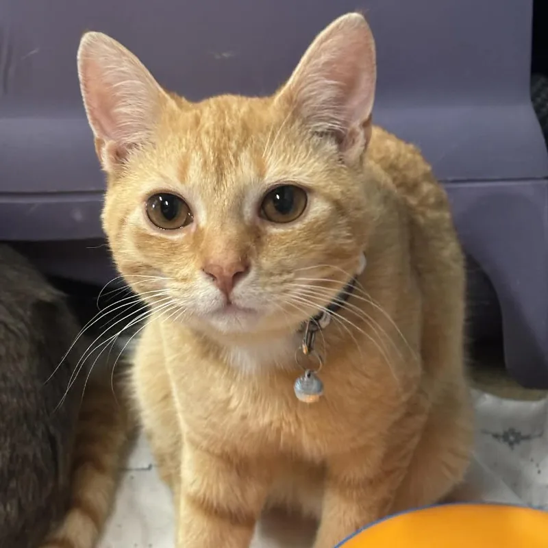 Murphy C thumbnail 5