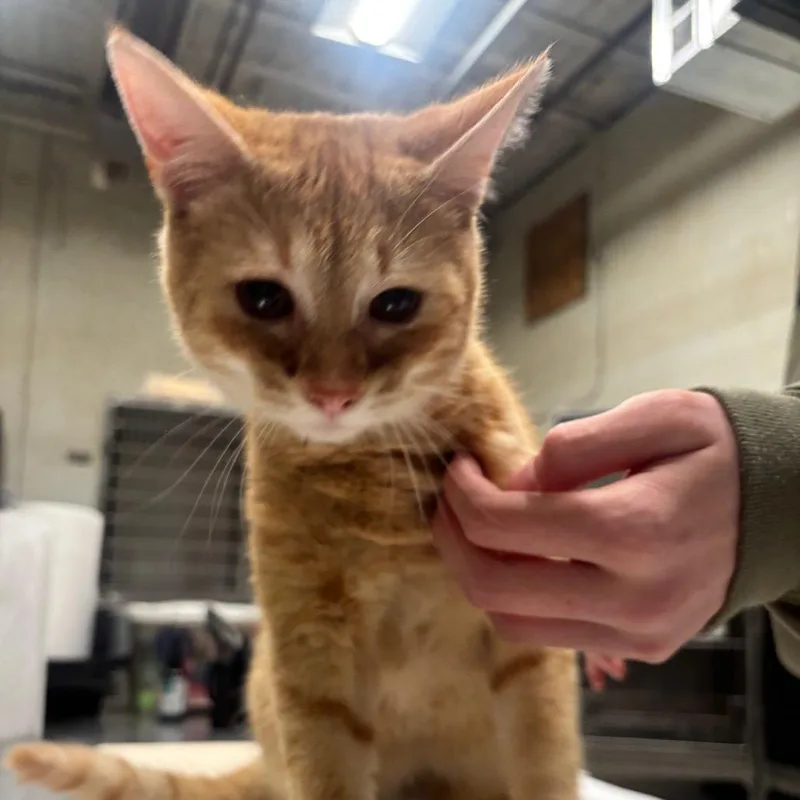 Murphy C thumbnail 6