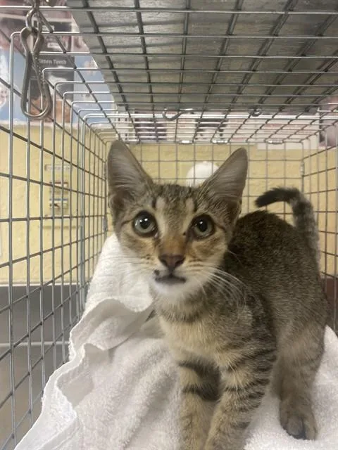 A baby small-sized female Domestic Short Hair cat named Delia for adoption in Fort Myers, FL