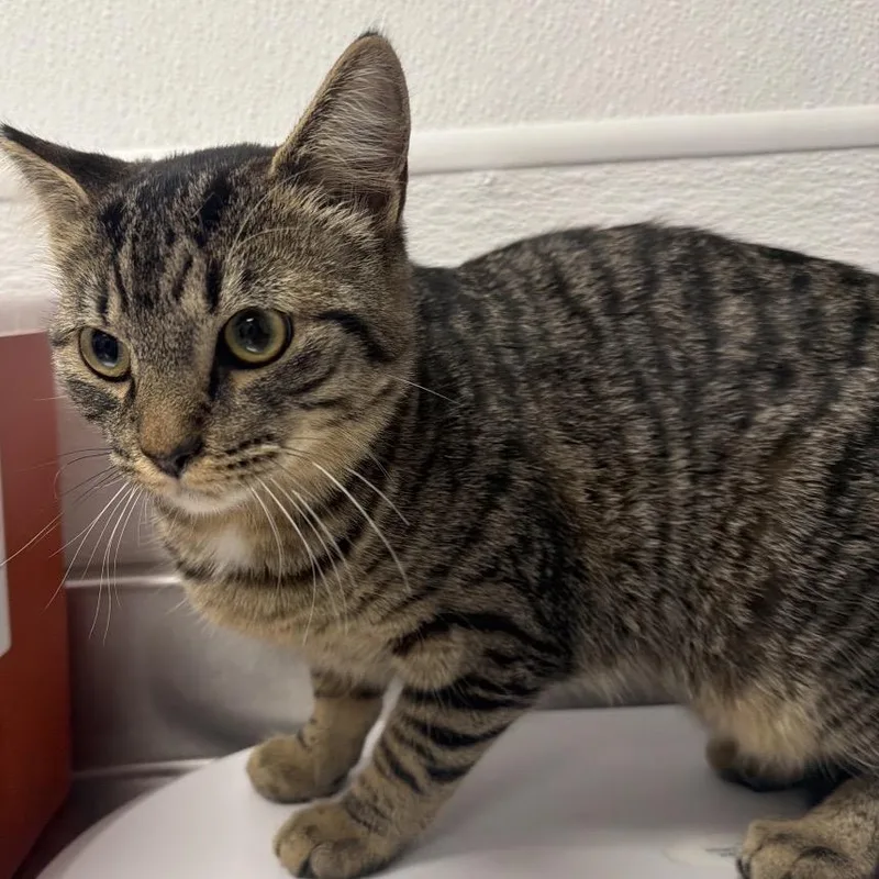 A young small-sized male Brown / Chocolate Domestic Short Hair cat named Chip for adoption in Henderson, NV