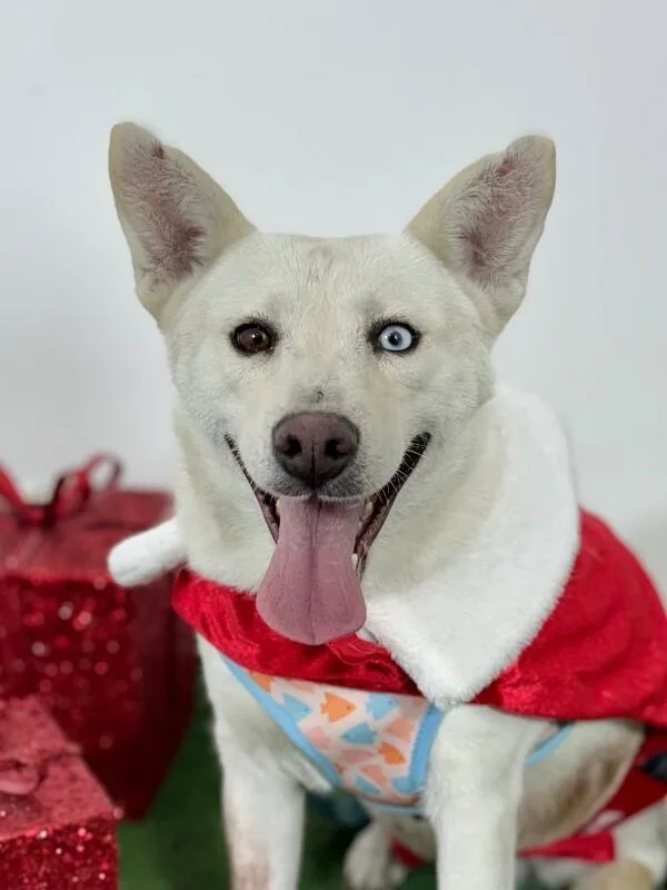 A young medium-sized female White / Cream Husky dog named Zumba for adoption in Carlsbad, CA