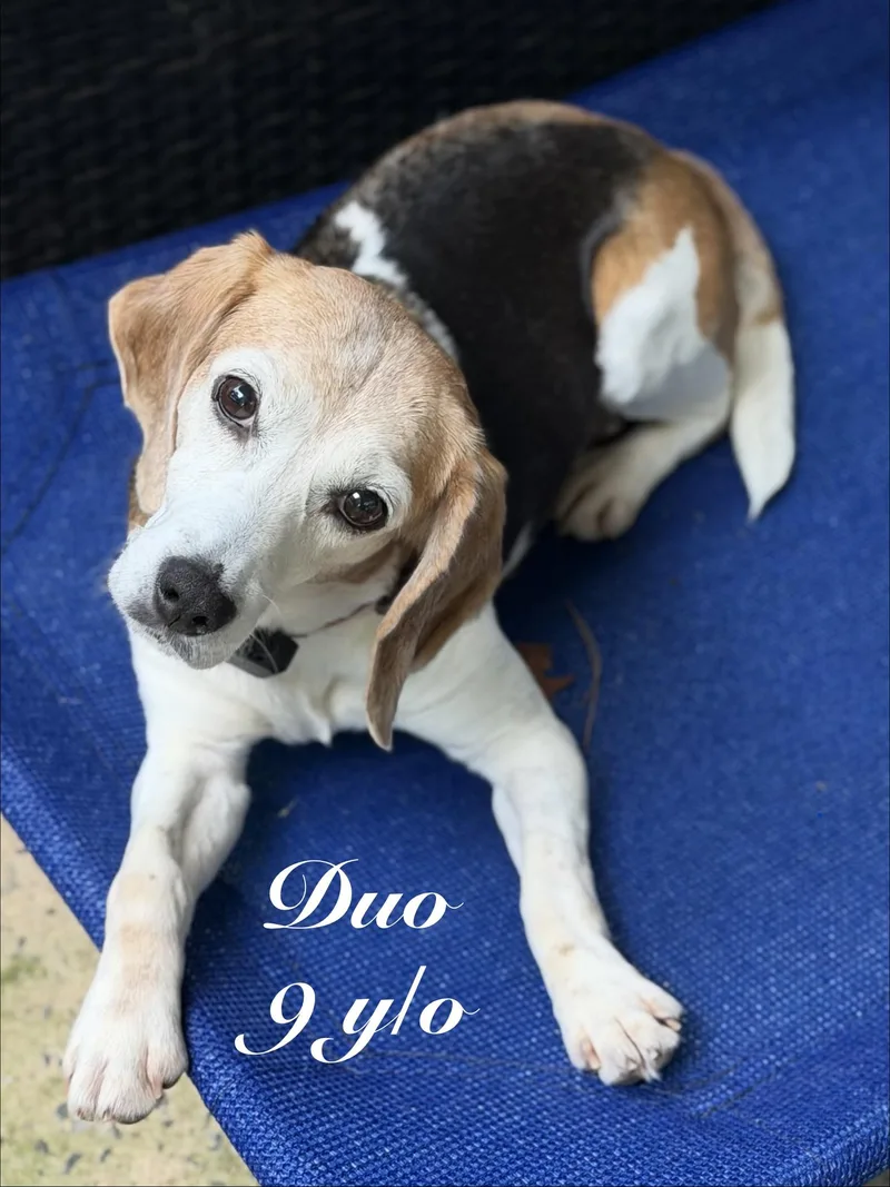 A senior small-sized female Tricolor (Brown, Black, & White) Beagle dog named Duo for adoption in Smyrna, GA