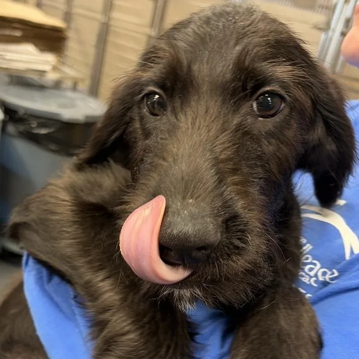 A baby small-sized male Black Mixed Breed dog named TX John for adoption in Port Washington, NY