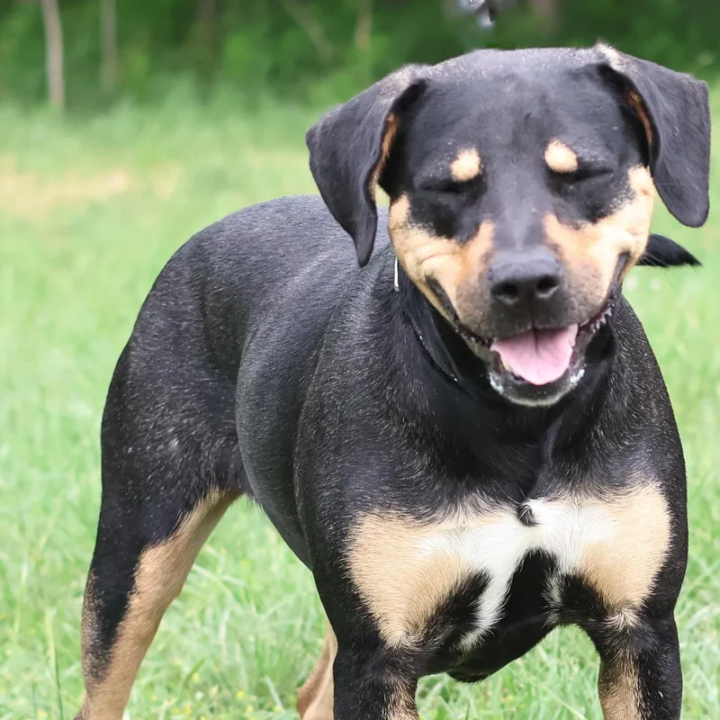 An adult medium-sized female Black Hound dog named Reese for adoption in Justin, TX