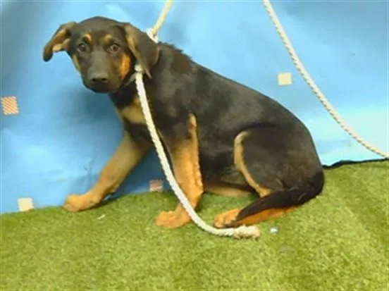 A baby small-sized female German Shepherd Dog dog named Poblano for adoption in Downey, CA