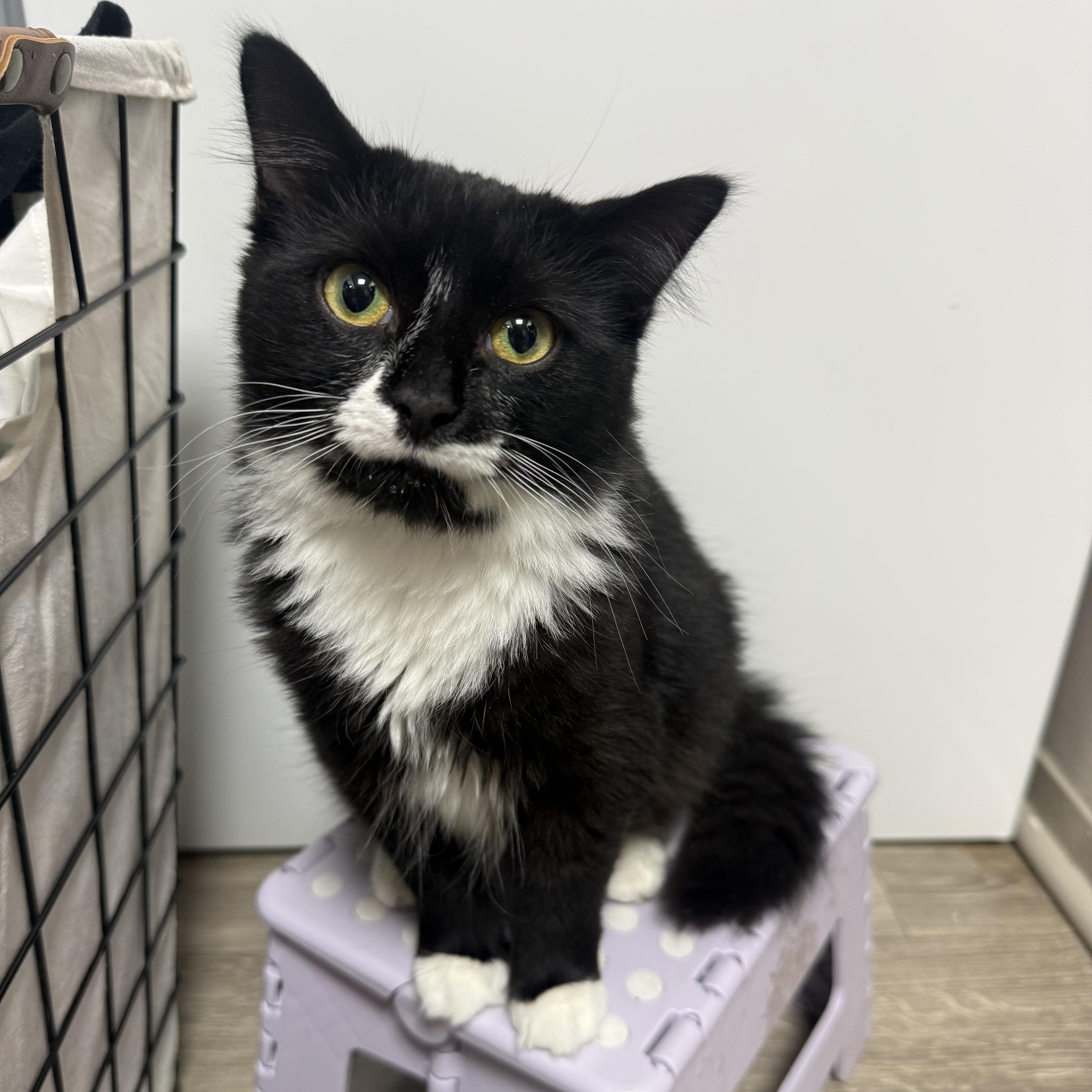 A baby medium-sized female Black & White / Tuxedo Domestic Long Hair cat named Jane for adoption in Fort Oglethorpe, GA