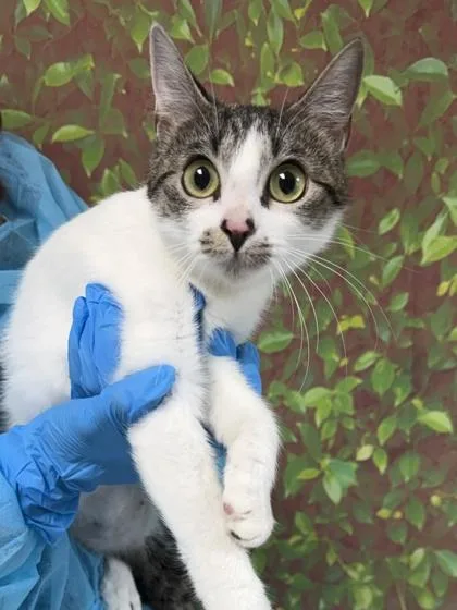 An adult small-sized female Domestic Short Hair cat named Candle for adoption in San Antonio, TX