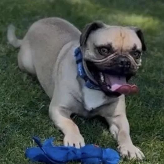 A young small-sized male Yellow / Tan / Blond / Fawn Pug dog named Cosmo for adoption in Yucaipa, CA