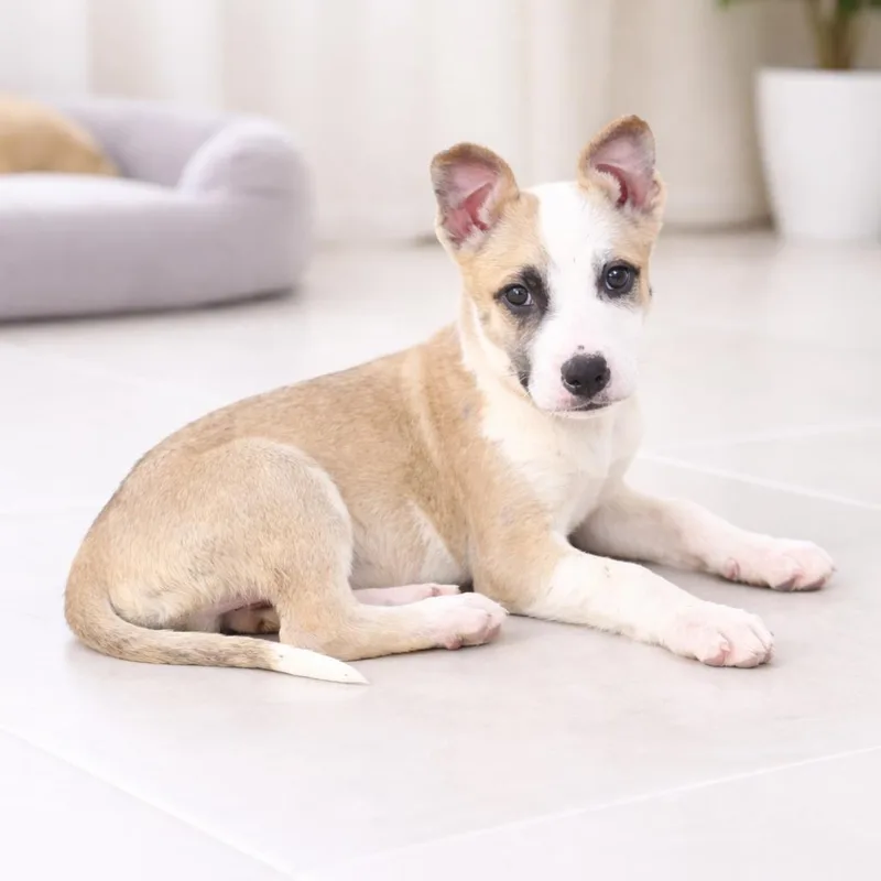 A baby medium-sized male White / Cream Husky dog named Chip for adoption in Kissimmee, FL