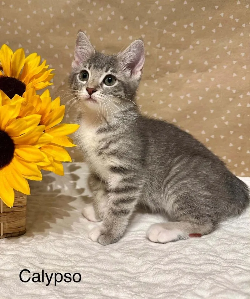 A baby small-sized female Domestic Medium Hair cat named Calypso for adoption in Groveland, MA