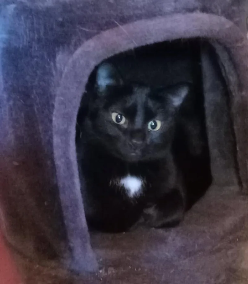 A young medium-sized female Domestic Short Hair cat named Mystery for adoption in Marianna, FL