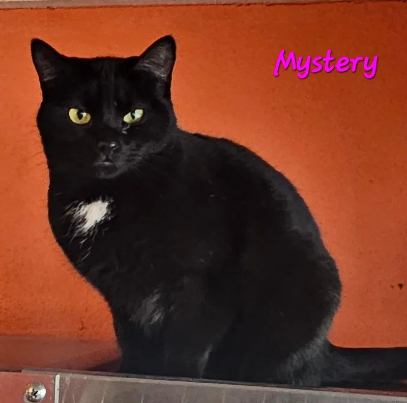Mystery thumbnail 3