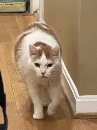 Oscar
