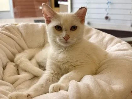 An adult small-sized female White Domestic Short Hair cat named Neva for adoption in Downers Grove, IL