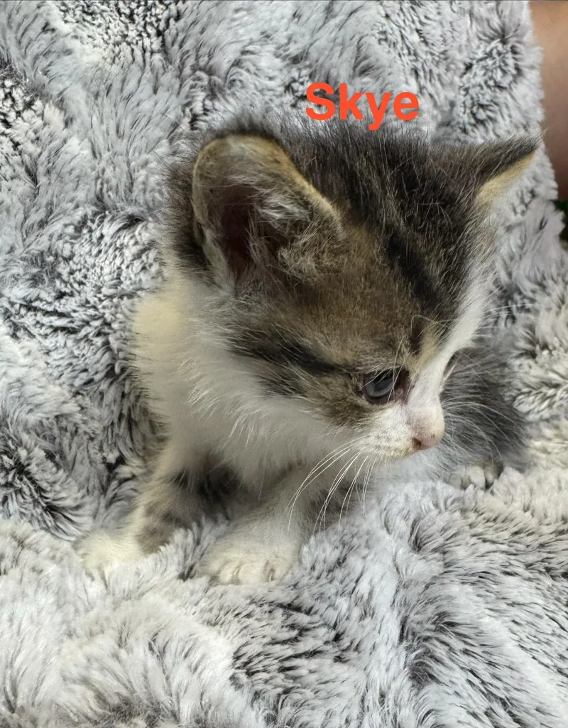 A baby small-sized female White Domestic Medium Hair cat named Skye for adoption in Shrewsbury, MA