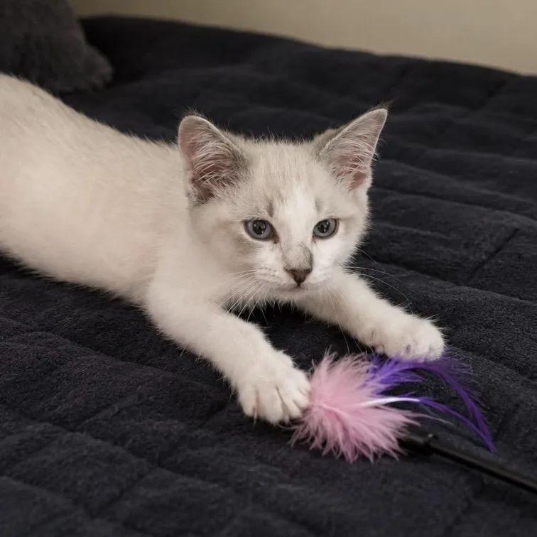 A baby medium-sized male Lilac Point Siamese cat named Winston for adoption in Wyandotte, MI