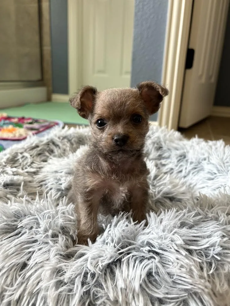 A baby small-sized male Tricolor (Brown, Black, & White) Yorkshire Terrier dog named Roo for adoption in Frisco, TX