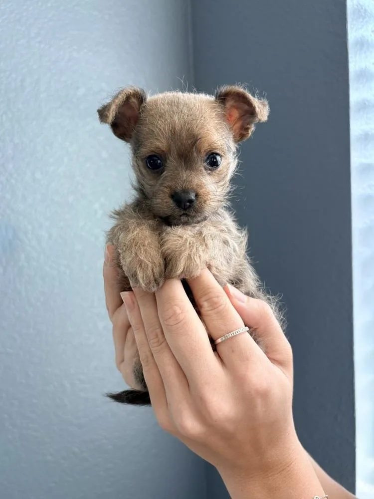 Roo thumbnail 3