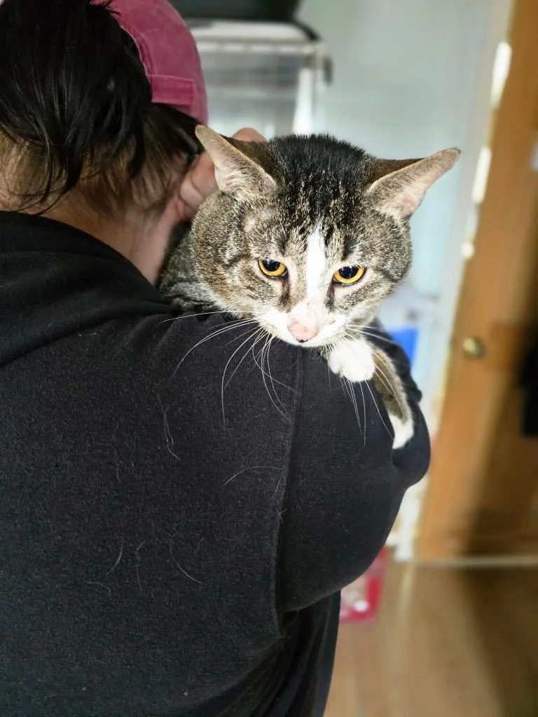 A young small-sized male Domestic Short Hair cat named Derp for adoption in Pine Grove, PA