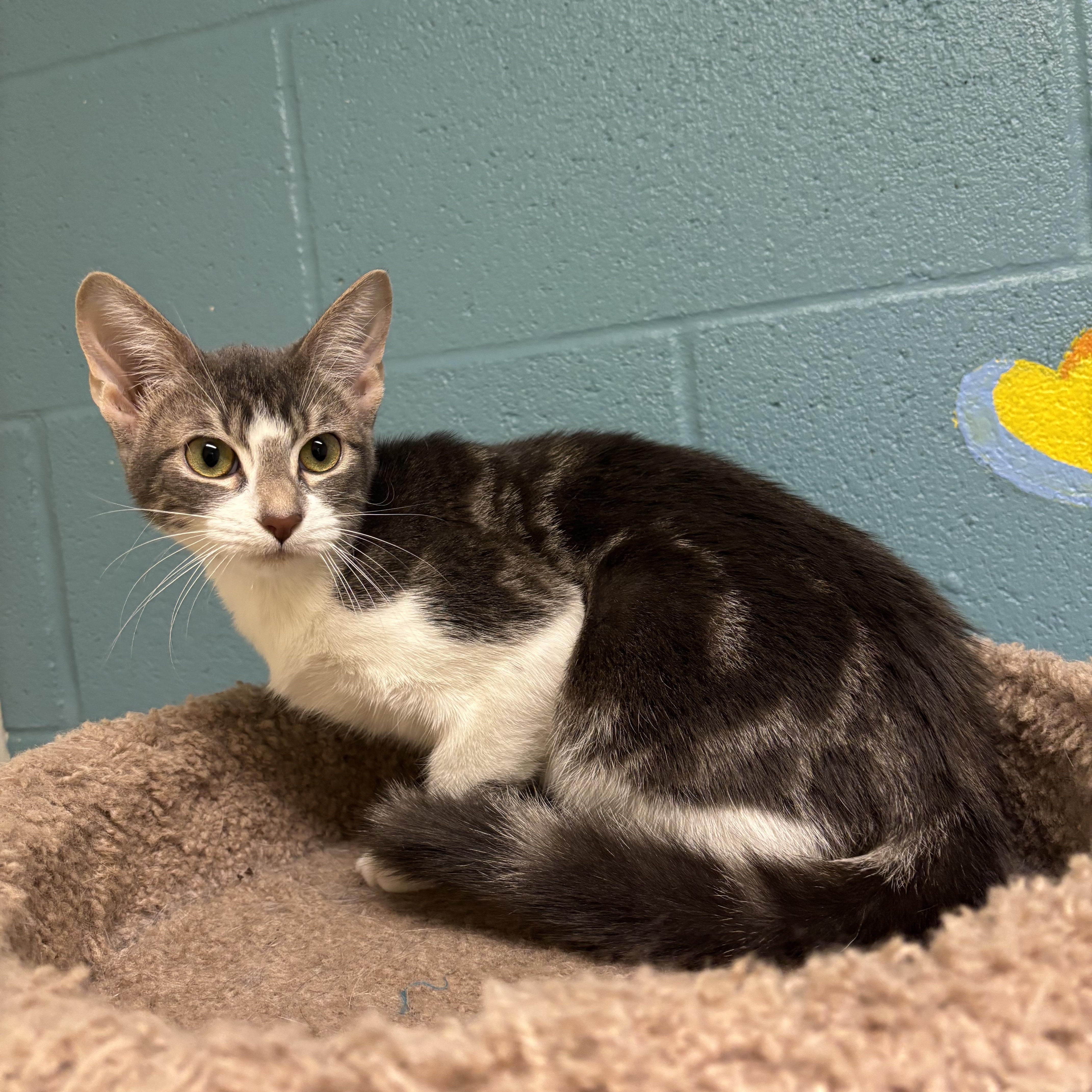 A baby medium-sized female Tabby (Gray / Blue / Silver) Domestic Short Hair cat named Cipher for adoption in Gladstone, MO