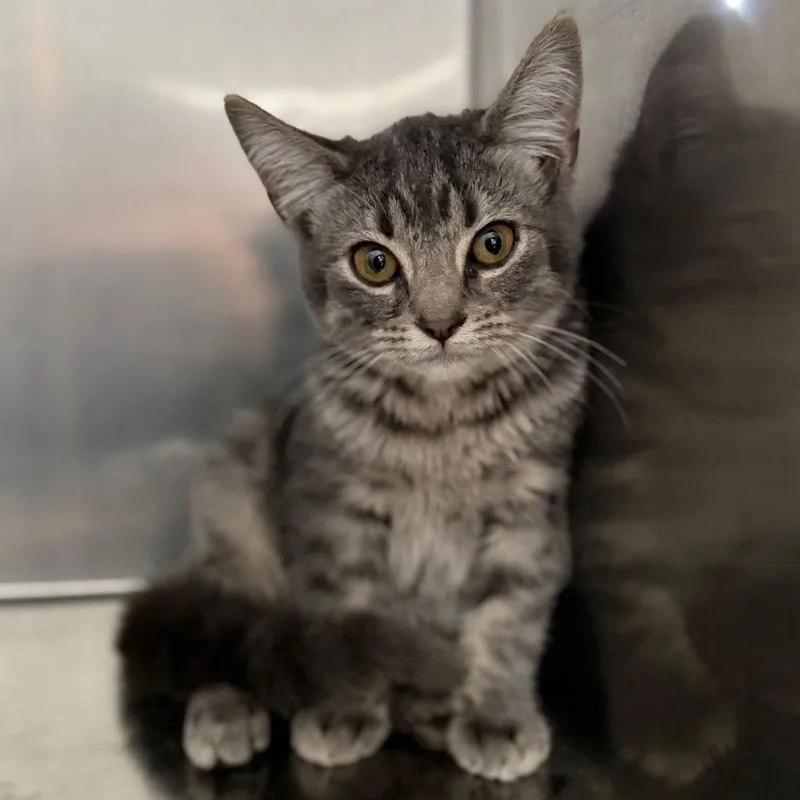 A baby medium-sized male Gray / Blue / Silver Domestic Short Hair cat named Jam for adoption in Columbus, OH