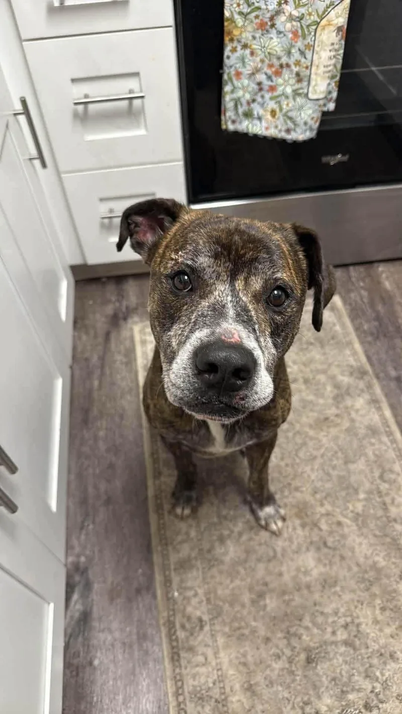 A senior medium-sized male Boxer dog named Brutus for adoption in Germantown, OH