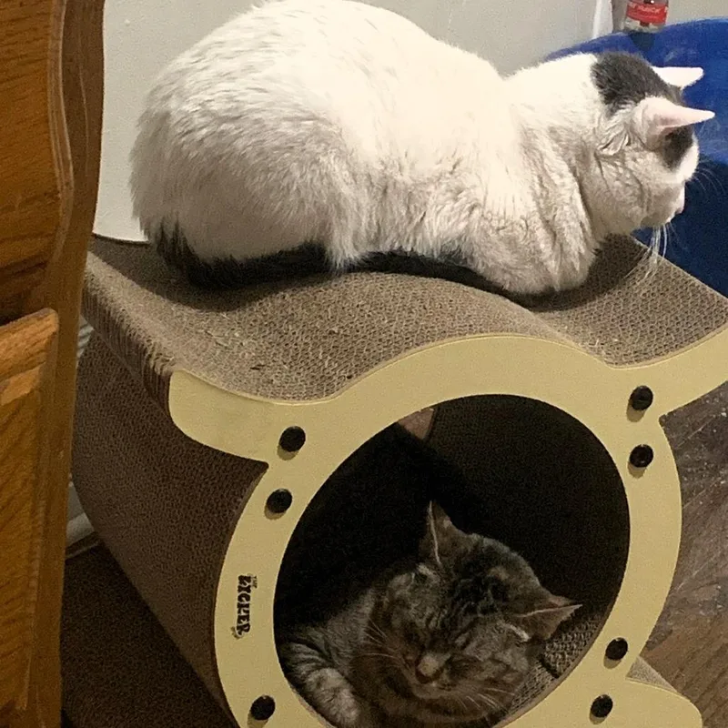 Meredith thumbnail 2