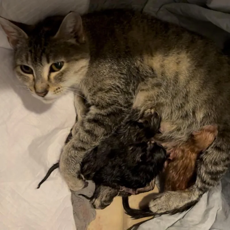 Meredith thumbnail 3