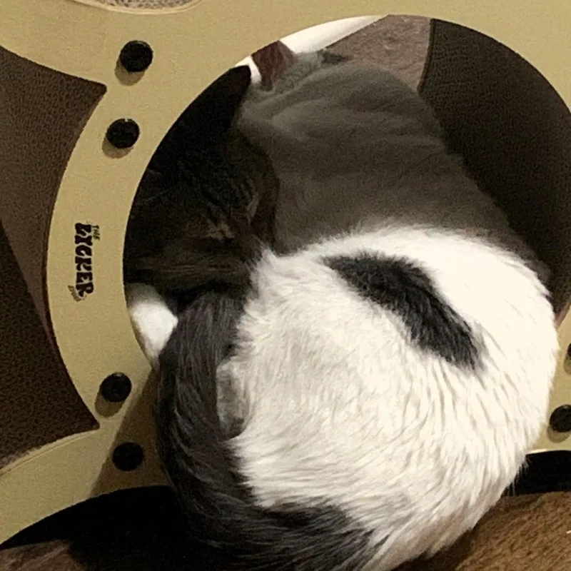 Meredith thumbnail 4