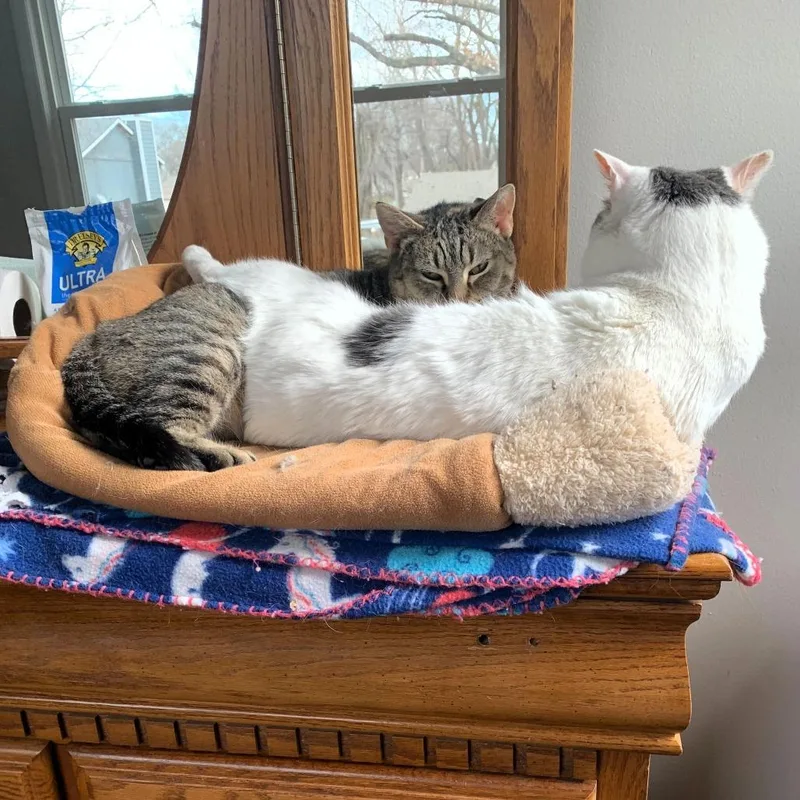 Meredith thumbnail 5