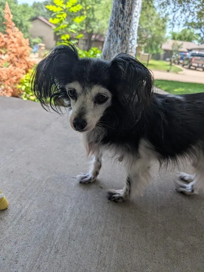 A senior small-sized female Black Papillon dog named Minnie  MA for adoption in Bryan, TX