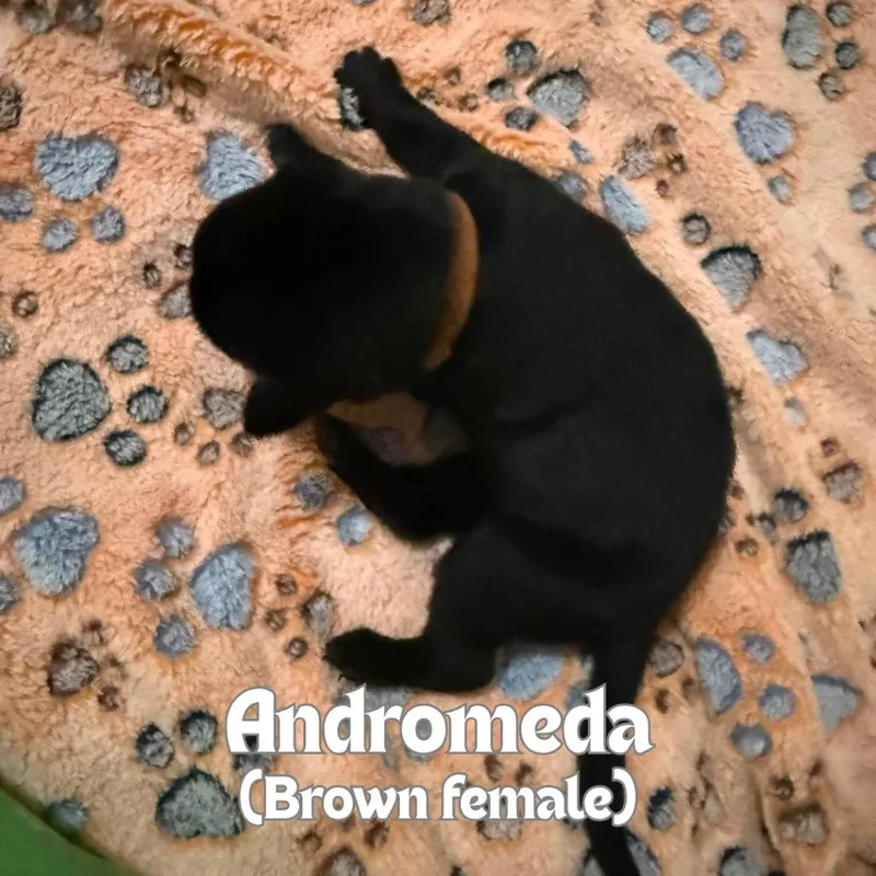 A baby small-sized female Black German Shepherd Dog dog named Andromeda for adoption in Tulsa, OK