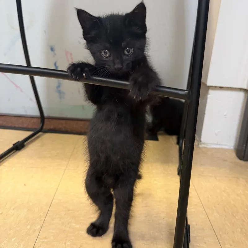 A baby small-sized female Black Domestic Short Hair cat named Maple for adoption in International Falls, MN