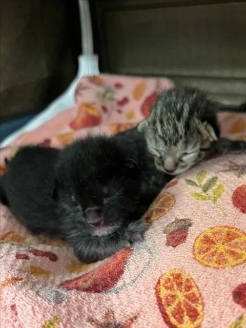 A baby small-sized female Brown / Chocolate Domestic Short Hair cat named Stardew for adoption in Woodland, CA