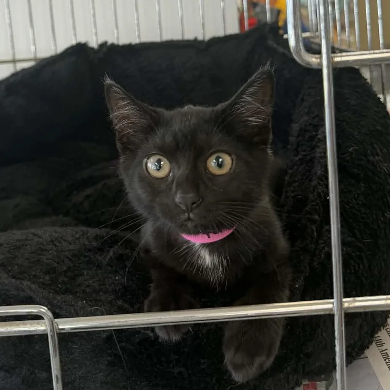 A baby medium-sized female Black Domestic Short Hair cat named Faye for adoption in Parma, OH