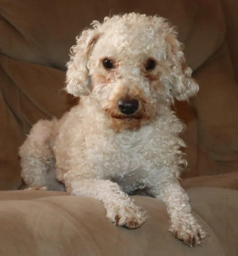 A young small-sized male Poodle dog named Bob Marley for adoption in Mesa, AZ
