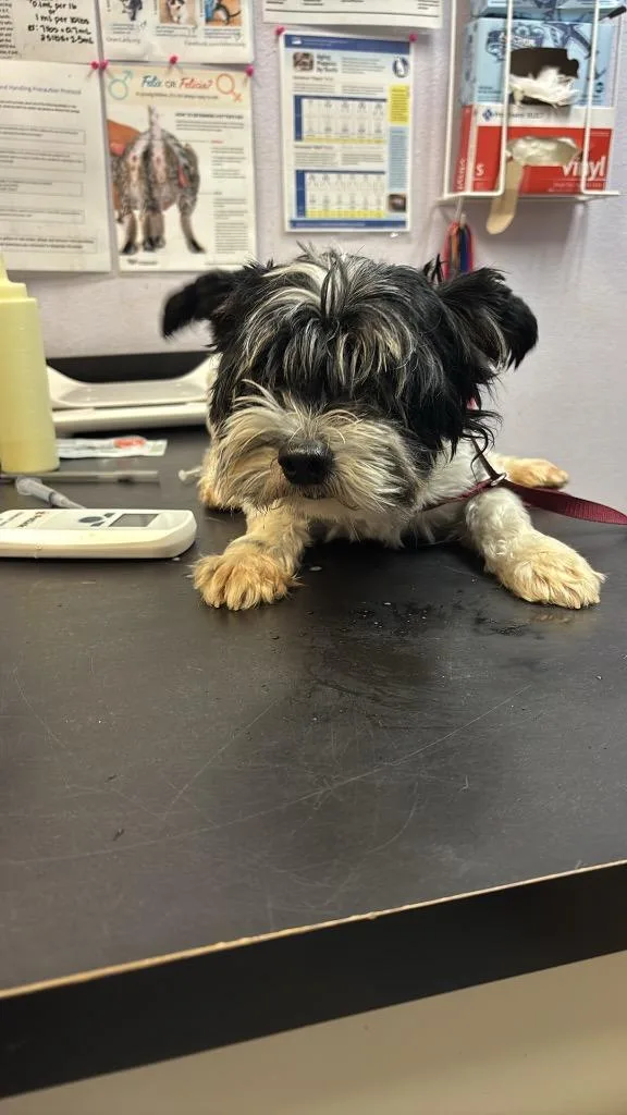 A young medium-sized male Shih Tzu dog named Mars for adoption in New Braunfels, TX