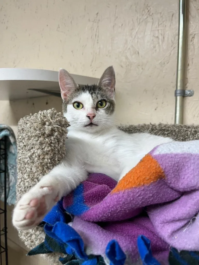 An adult small-sized female Domestic Short Hair cat named Uno K for adoption in Sherwood, OR